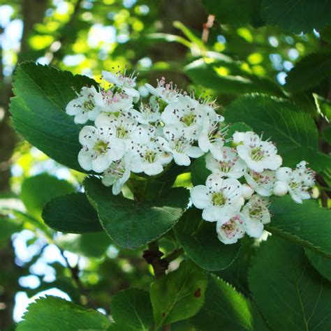 Hawthorn Tree Essence Tree Frog Farm Flower Essences Aromatherapy