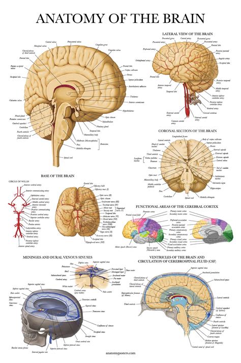 3 Pack Muscle Skeleton Brain Anatomy Poster Set Muscular And