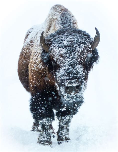 Native American Bison Wallpapers Top Free Native American Bison