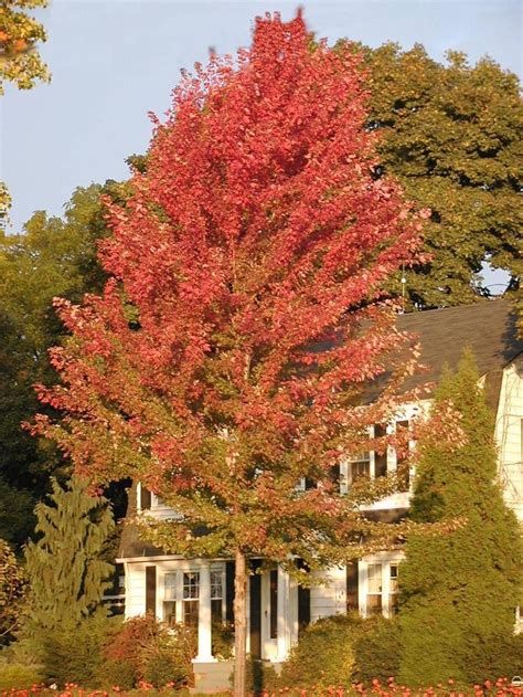 Acer Freemanii Autumn Blaze Autumn Blaze Maple Tree Jim Whiting