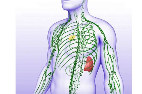 Lymphatic System Components Spleen Thymus Nodes