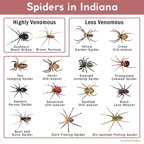 Wolf Spider Size Chart Spider Identification Chart Spider Chart My
