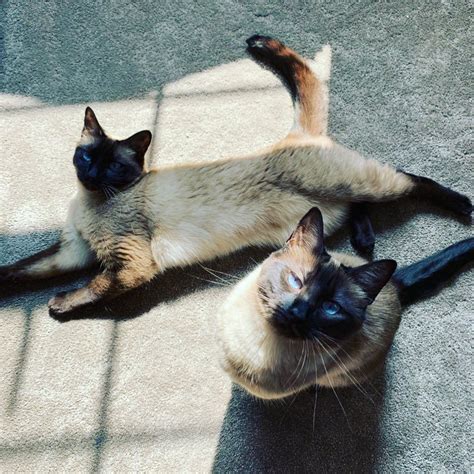 Things to do near big cat rescue. Siamese Cat Adoption Near Me - petfinder