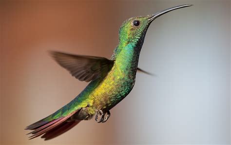Hummingbirds Birds Wallpapers Hd Desktop And Mobile