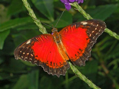 Red Colored Butterflies ~~ Butterfly Colors