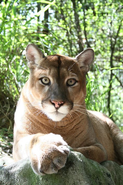 Discover a selection of 3,000 vacation rentals in big cat rescue, tampa that are perfect for your trip. Cougar. Big Cat Rescue, Tampa, Florida | Rawr! | Pinterest