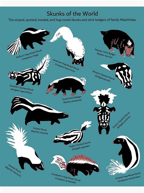 Skunks Of The World Species Of Family Mephitidae Poster For Sale By ELMayer Redbubble