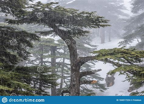 The Famous Cedars Of Lebanon Reserve On The Slopes Of Qurnat As Sawda