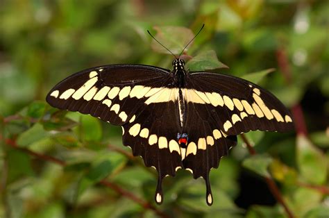 Notice that the male black swallowtail's yellow line is made of totally separate spots. Swallowtail Butterflies