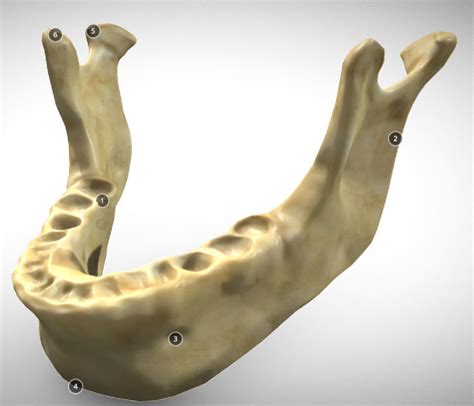 3d Model Human Jaw Skeleton Cgtrader