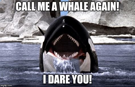 Orcas Are Dolphins Imgflip