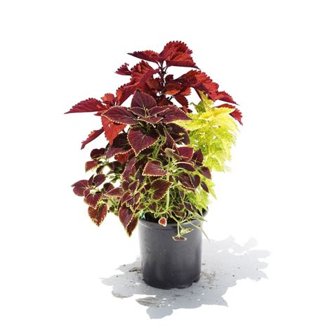 Coleus Dallas Stone Yard And Landscape Supply Outdoor Warehouse Supply