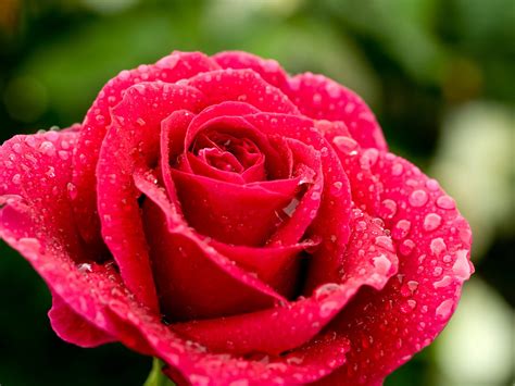 Rose In Rain Free Photo Download Freeimages