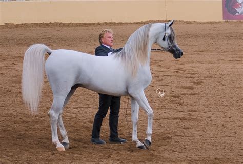 Hariry Alshaqab Beautiful Arabian Horses Most Beautiful Animals