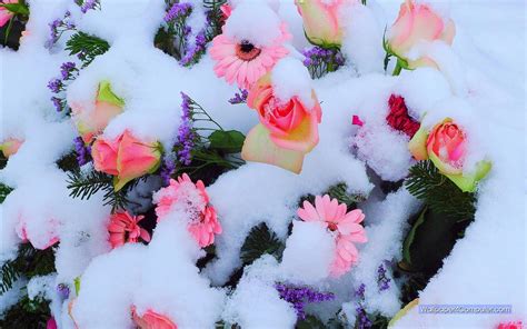 Winter Flower Wallpaper Gambar Bunga