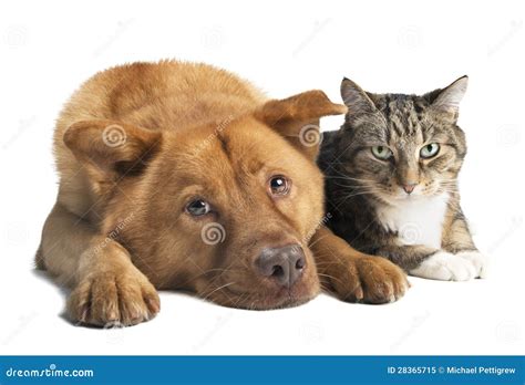 Dog And Cat Together Royalty Free Stock Photo Image 28365715