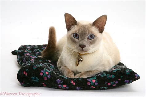 Siamese Cross Cat Lying On A Cushion Photo Wp14933