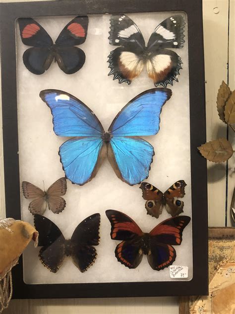 Taxidermy Butterflies D Dont Know The Names But Theyre Pretty