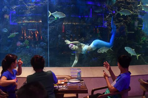 Mermaid In Xiamen Underwater Themed Restaurant Global Times