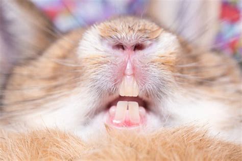How To Keep Your Rabbits Teeth Short — Rabbit Care Tips