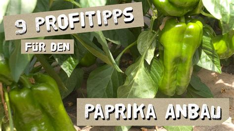 Und was muss beachtet werden? 9 Tipps für den erfolgreichen Paprika-Anbau - Düngen ...