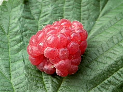 Free Images Raspberry Fruit Berry Sweet Leaf Flower Food Red