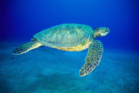 Post Hurricane Clarity 10202014 Island Divers Hawaii