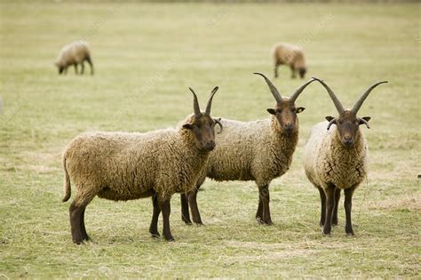 Soay Sheep In Leicestershire Uk Stock Image C0256125 Science