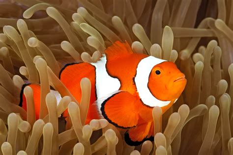 What Clownfish Is Best For My Aquarium Beginners Education Algaebarn