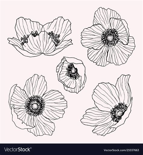 Anemone Flower Drawing Set Isolated Wild Vector Image