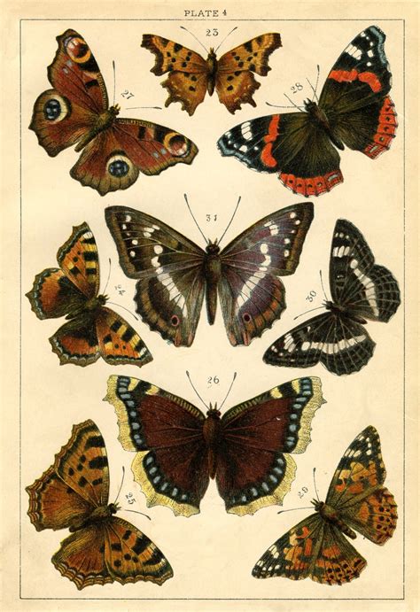 Instant Art Printable Antique Butterflies And Moths