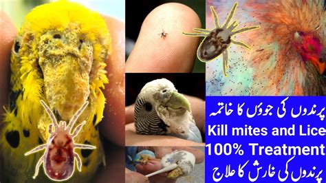 Kill All Mites And Lice Of Birds Easily Only In 3 Days How Treat Bird