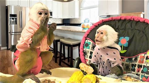 Costa rica pura vida white faced monkey capuchin beach bath pool towel 54 x 26. Baby Gracie Eats Supper with Big Sister | Capuchin Monkey ...