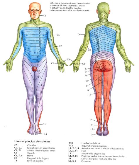 Dermatomes Anatomie Physiotherapie Anatomie Und Physiologie