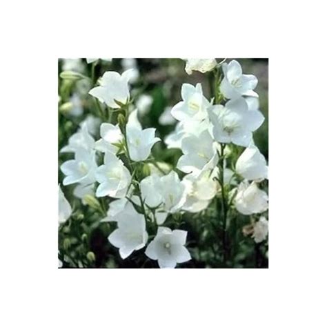 Buy 500 White Peach Leaved Bellflower Campanula Persicifolia Flower