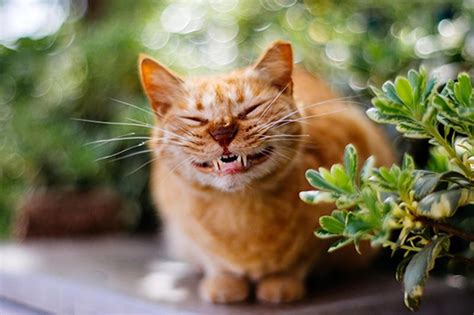 16 Fotos De Los Gatos Más Sonrientes Y Felices De La Web Notagram