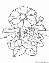 Zinnia Coloring Flower Leaves Many Border Getcolorings Template sketch template