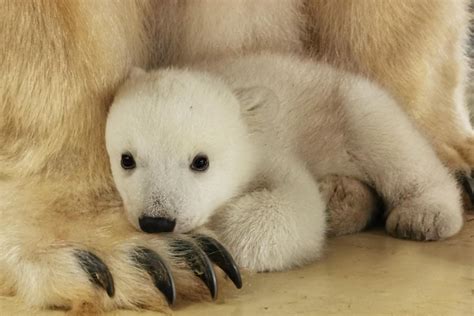 Hagenbeck Has A Polar Bear Baby Polar Bear Lady Victoria Gives Birth