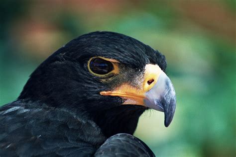 Black Eagle South Africa Black Eagle Animals