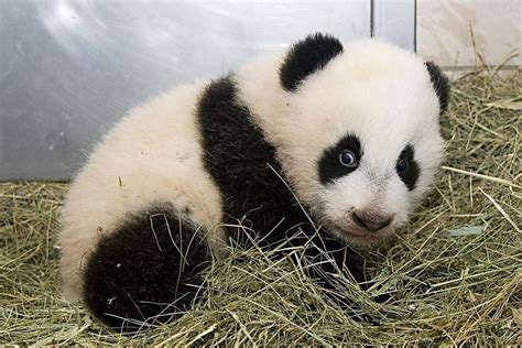 Baby Panda Officially Named At Vienna Zoo