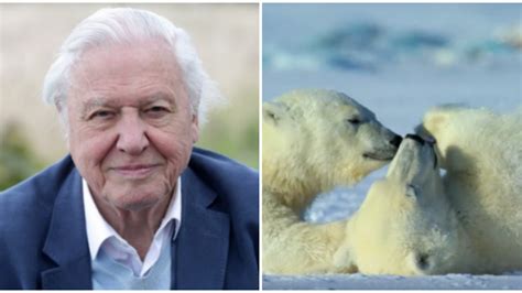 David Attenboroughs New Nature Documentary Series On Netflix Looks