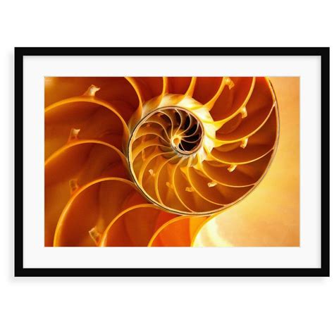 Cross Section Of Chambered Nautilus Shell Graphic Art Shell Graphic