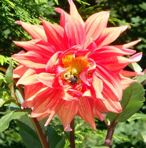 The key difference between the two is that azaleas are deciduous (lose their leaves in the winter) while rhododendrons are typically evergreen. Zinnia and a bumble bee | Love flowers, Flowers
