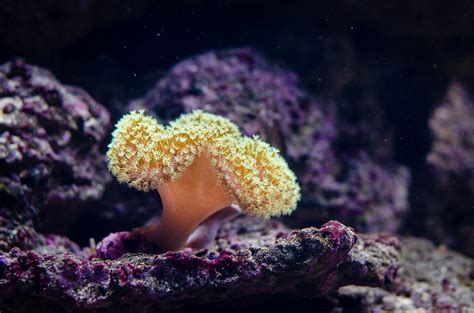 Coral Coral Mathias Appel Flickr