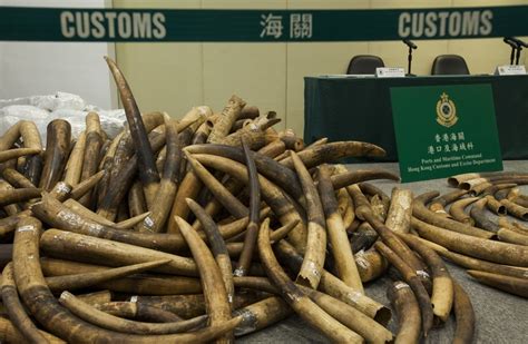 Hong Kong Seizes Largest Ivory Haul In 30 Years Daily Sabah
