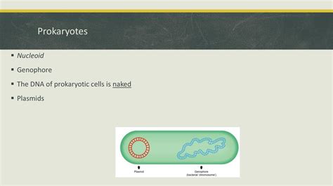 Prokaryotic Cells