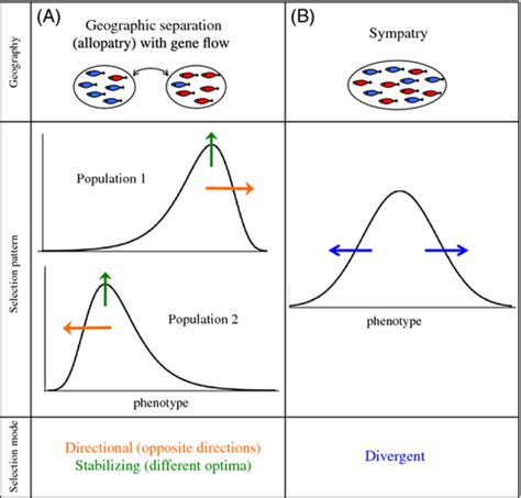 geography assortative mating and the effects of sexual selection on speciation with gene flow
