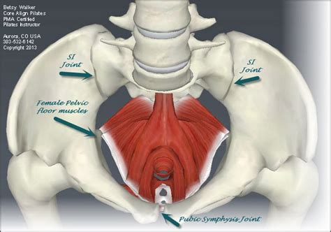 Muscles of the hip and lower limb. What Does the Pelvis Have to do with Exercises for Back Pain ? - Core Align Pilates