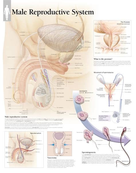 Diagram Of Male Reproductive System Parker Publishing Diagrams