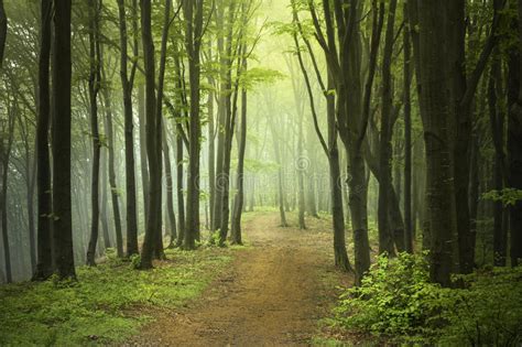 Spring Forest Path With Morning Sunbeams Stock Image Image Of